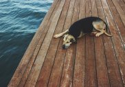 sleeping dog